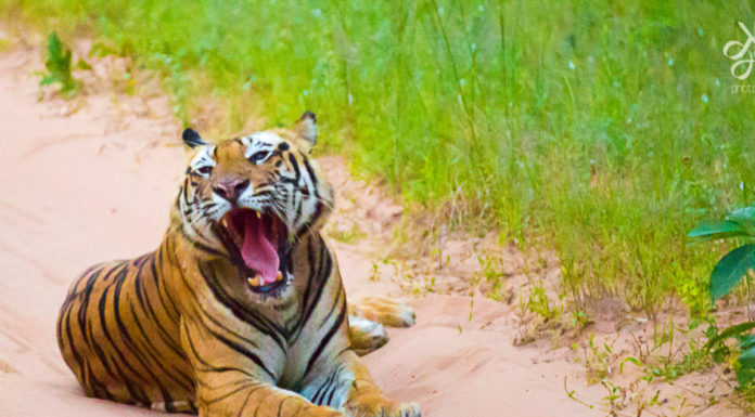 Tiger-Bandhavgarh-Tiger-Reserve-MP-KaynatKazi-Photography-2016-4-of-17-960x636