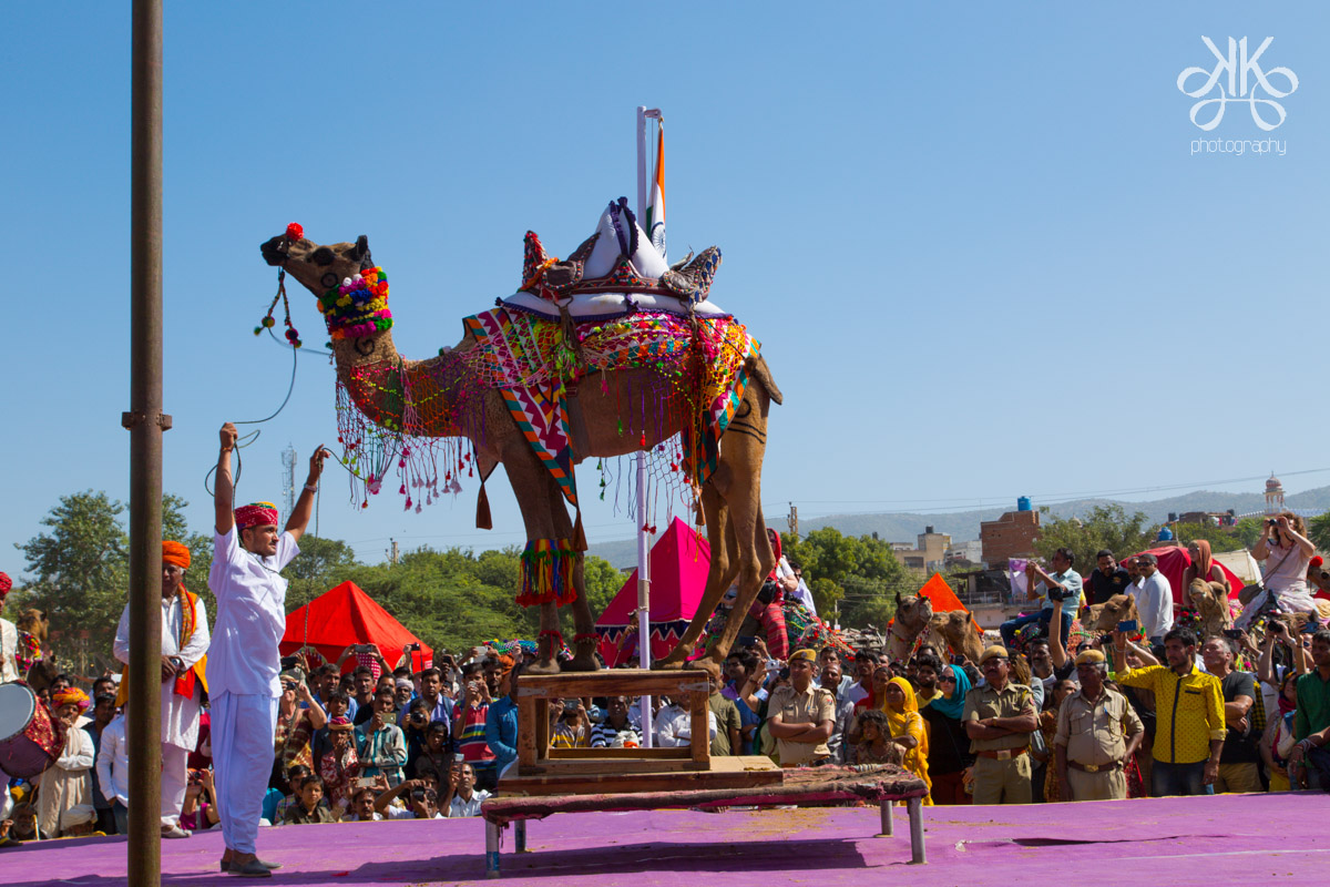 solo female traveller; pushker camel fair; rahagiri.com