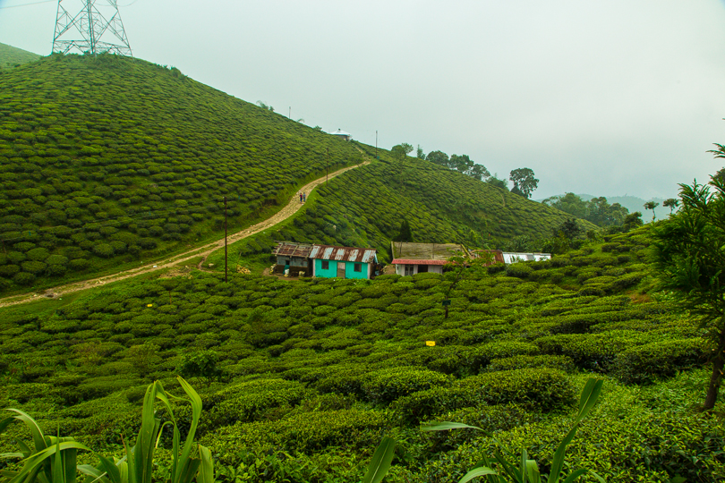 Tea Gardens on the way to Mirik_Kaynatkazi photography_North east_June 2015_Travel Pics 